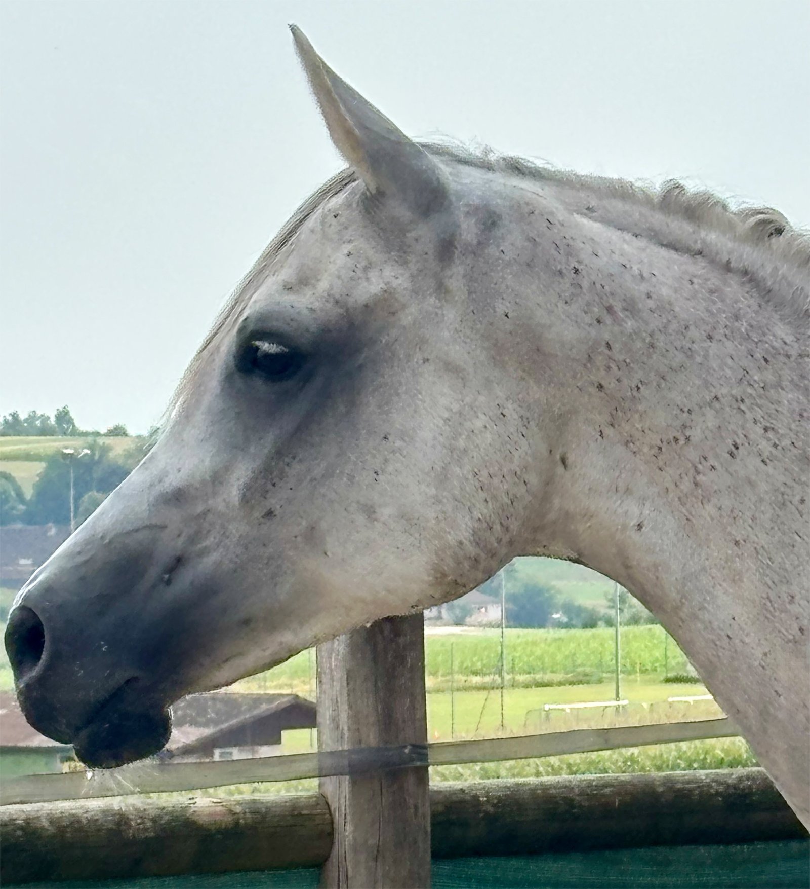 profile